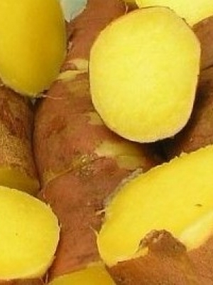 红薯是长寿圣品 吃红薯的禁忌您了解多少？